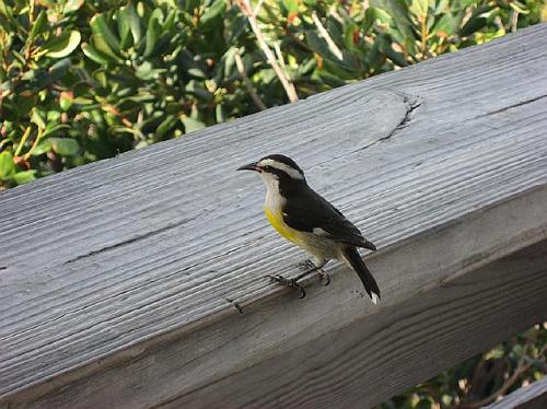 A Bird